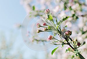 Flowers On Trees