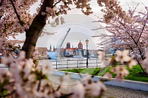 Flowers of trees blooming in spring over the MotÅ‚awa river in Gdansk. Poland