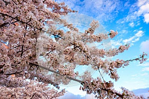 Flowers of trees blooming in spring over the MotÅ‚awa river in Gdansk. Poland