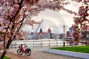 Flowers of trees blooming in spring over the MotÅ‚awa river in Gdansk. Poland