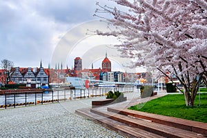 Flowers of trees blooming in spring over the MotÅ‚awa river in Gdansk. Poland