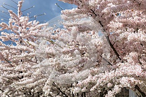 Flowers of trees blooming in spring over the MotÅ‚awa river in Gdansk. Poland