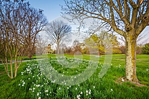 Flowers and trees at Cylburn Arboretum in Baltimore, Maryland