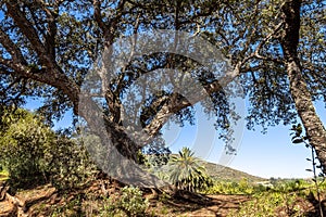 Flowers and trees in the Finca de Osorio Botanical Park near Teror, Gran Canaria Island, Spain