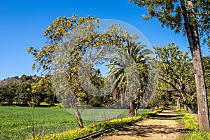 Flowers and trees in the Finca de Osorio Botanical Park near Teror, Gran Canaria Island, Spain