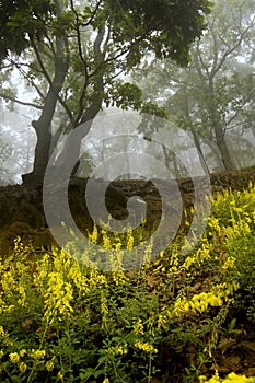 Flowers and trees in a forest