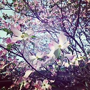 Dogwood blooming trees in the spring pink and white flowers on trees