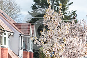 Flowers on trees in the Spring