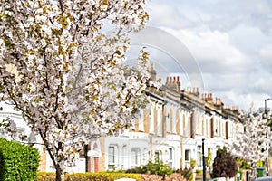 Flowers on trees in the Spring