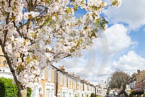 Flowers on trees in the Spring