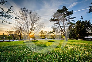 Flowers and trees at sunset, at Cylburn Arboretum, in Baltimore, Maryland.