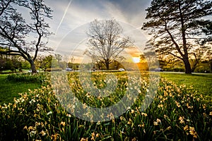 Flowers and trees at sunset, at Cylburn Arboretum, in Baltimore, Maryland.