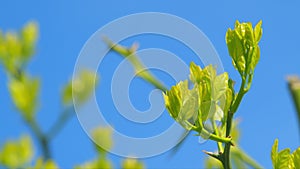 Flowers Is Trifoliate Orange. Citrus Trifoliata In Spring Garden. Pan.