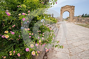 Flowers with the triumphal arch in the background. Roman remains in Tyre. Tyre is an ancient Phoenician city. Tyre, Lebanon - June