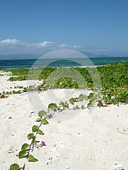 Flowers on tropical island