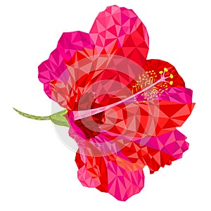 Flowers tropical plant  hibiscus red pink polygons   on a white background   vector illustration editable hand draw