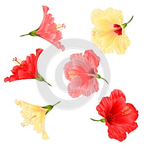Flowers tropical plant hibiscus red pink and yellow on a white background vintage vector illustration editable