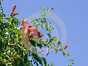 Flowers of Trumpet creeper or Campsis radicans close-up, selective focus, shallow DOF