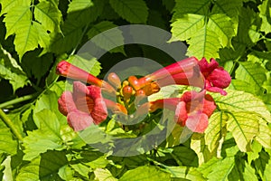 Flowers of Trumpet creeper or Campsis radicans close-up, selective focus, shallow DOF