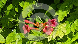 Flowers of Trumpet creeper or Campsis radicans close-up, selective focus, shallow DOF