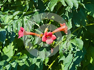 Flowers of Trumpet creeper or Campsis radicans close-up, selective focus, shallow DOF