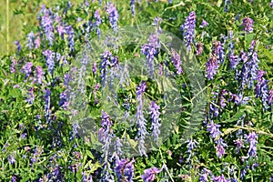 Flowers of tufted vetch & x28;Vicia cracca& x29;. Green meadow with blue flowers