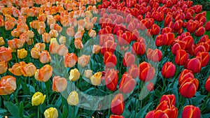 Flowers tulip field background - Top view of red orange blooming tulips in spring