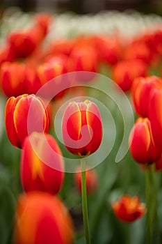 Flowers Of Tulip In Flower Bed In Park Close Up