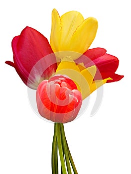 Flowers tulips bouquet