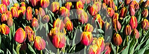 Flowers tulips in dutch park wallpaper background beautiful garden
