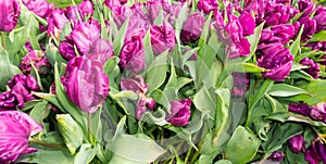 Flowers tulips in dutch park wallpaper background beautiful garden