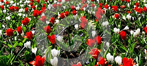 Flowers tulips in dutch park wallpaper background beautiful garden