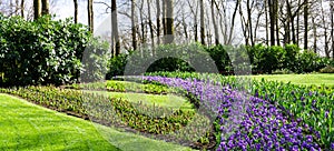 Flowers tulips in dutch park wallpaper background beautiful garden