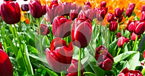 Flowers tulips in dutch park wallpaper background details shot