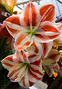 Flowers tulips in dutch park wallpaper background details shot