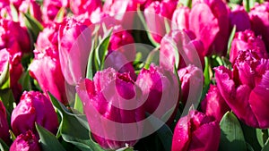 Flowers tulips in dutch park wallpaper background details shot