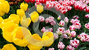 Flowers tulips in dutch park wallpaper background fun garden