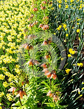 Flowers tulips in dutch park wallpaper background garden