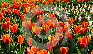 Flowers tulips in dutch park wallpaper background garden