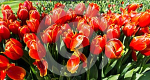 Flowers tulips in dutch park wallpaper background garden
