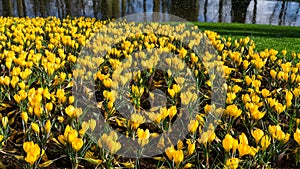 Flowers tulips in dutch park wallpaper background garden