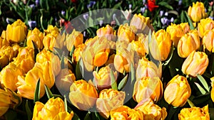 Flowers tulips in dutch park wallpaper background garden