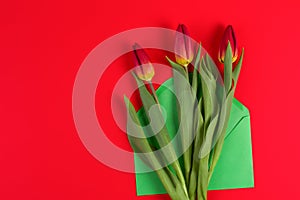Flowers tulips and green envelope on red background