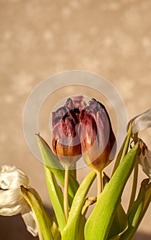 Flowers tulips at home in the warm rays of the winter sun