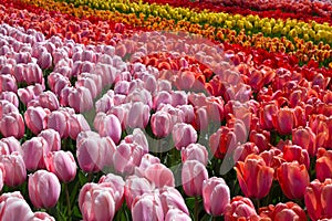 Flowers tulips in the Keukenhof park, Lisse.