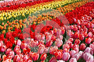 Flowers tulips in the Keukenhof park, Lisse.