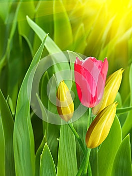 Flowers tulips red yellow petals