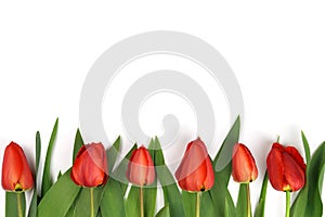 flowers tulips in a row isolated on a white background