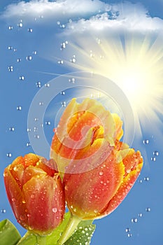 Flowers tulips sun rain clouds
