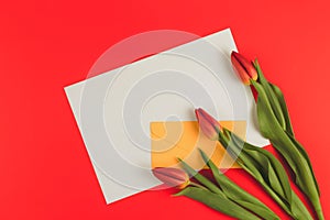 Flowers tulips and yellow envelope with blank paper card on red background